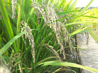 Bredding of black rice