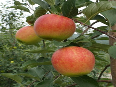 Photo of an apple tree