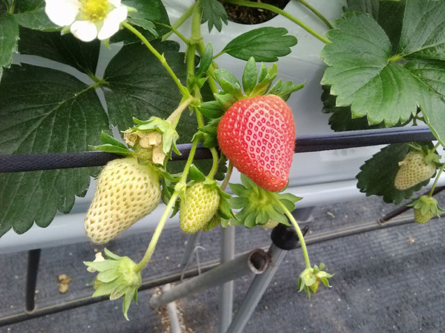 Photo of an strawberries