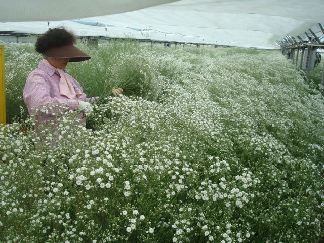 Photo of a woman breaking flowers