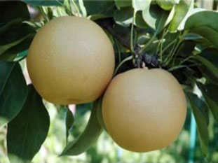 Photo of pears