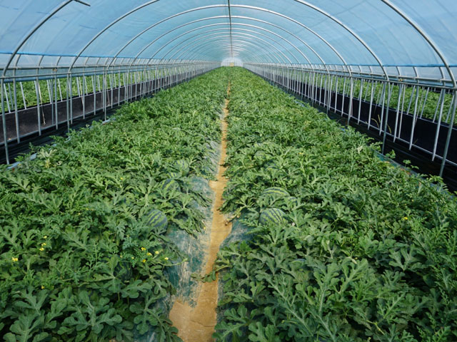 Greenhouse pictures