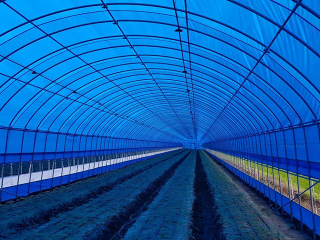 Night greenhouse pictures
