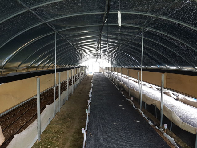 Greenhouse pictures(field)
