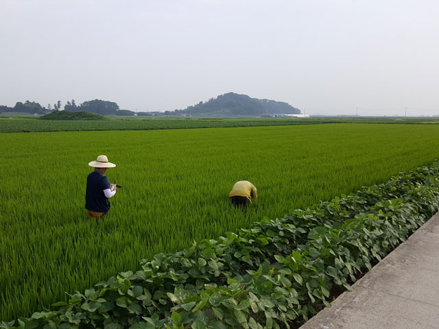 Photographs of farmers working in the field