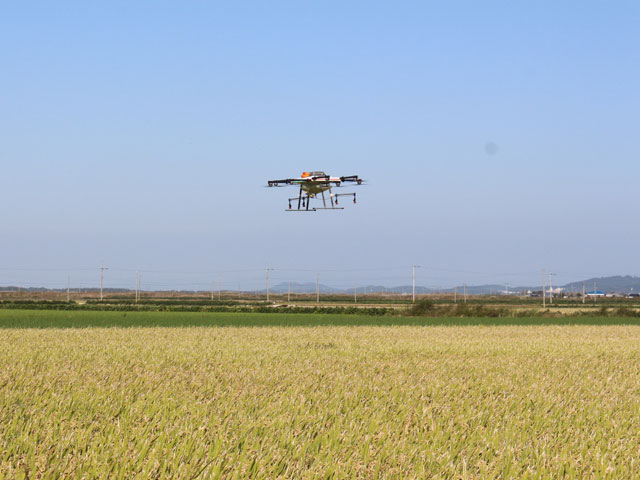 Photo of the drones flying over the rice fields.