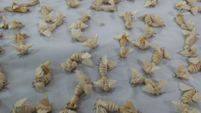 Photograph of silkworm moth.