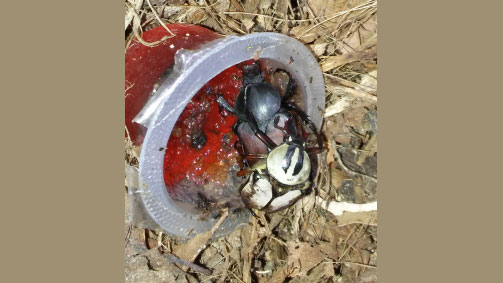 Photograph of a longevity beetle.