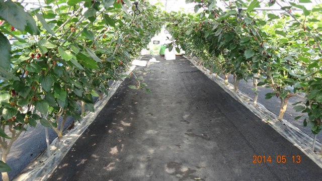 Picture of the field.