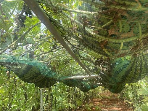 ‘수박농사’ 허리 펴고 짓는다…‘고상재배장치’ 호평