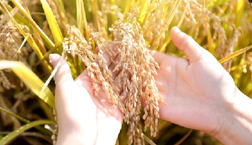 수확기 쌀값 기대감…작황호조 변수