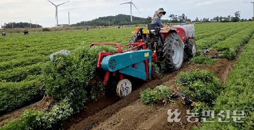 신품종 땅콩 기계수확…재배면적 확대 기대