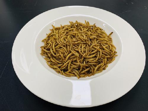 ‘식용곤충 OOO’ 대장 속 염증 잡는다…“장 건강 개선 효과”