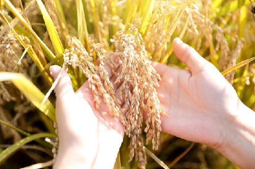 벼 재배면적 2만㏊ 줄어도 생산량 작년과 비슷