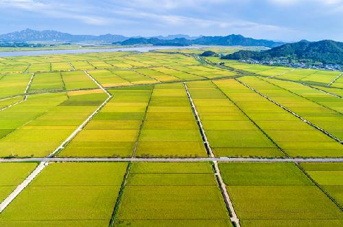 올해 쌀 작황 작년보다 ‘풍성’ 생산량 수요 ‘훌쩍’