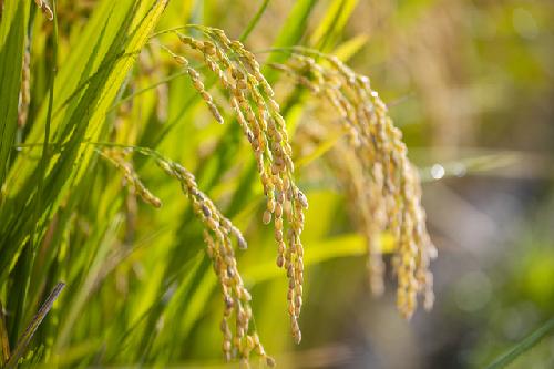 올해 쌀 생산량 지난해보다 감소 전망