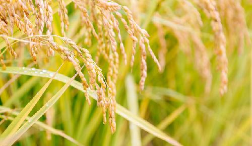 쌀 생산량 작년보다 소폭 줄듯