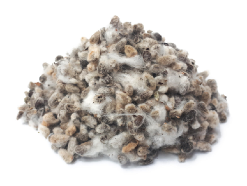 약재 둔갑한 ‘LMO 면화씨’ 불법 판매