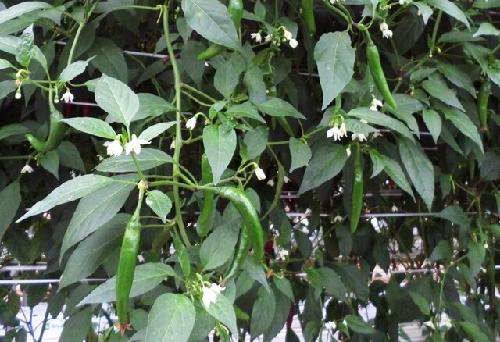 ‘끝물 고추’에 ‘항산화·항염증’ 물질 풍부