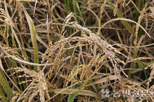 벼 ‘깨씨무늬병’ 확산, 농업재해 인정 시급