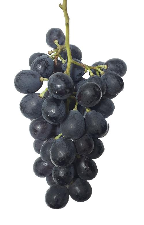 “샤인머스캣 쏠림 해소”…‘껍질째 먹는 포도’ 3종 키운다