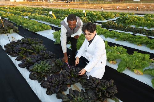 “항암·항염·항산화 효과”…고기능성 배추 자원 3종 발굴