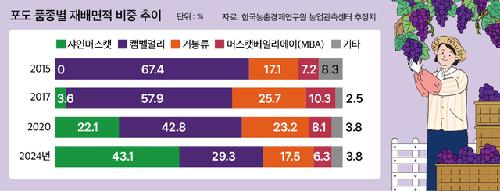‘샤인머스캣’ 고소득 유혹에 재배 ‘폭증’ 품질은 ‘뒷전’