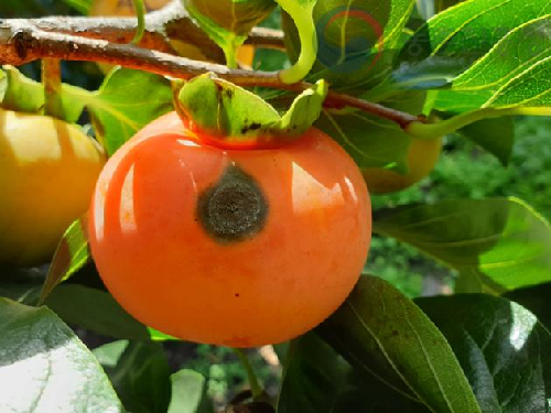 고향집 단감에 검은 점 콕콕…“상처부위 도려내면 먹어도 탈없어요”