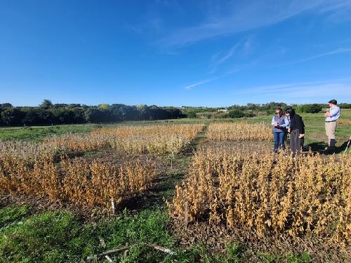 ‘가뭄 견디는 콩’ 남미서도 쑥쑥…우루과이 적응성 1차평가 완료