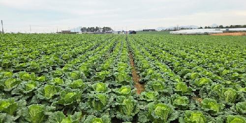 가을배추 2000t 정부 수매…이달 중순부터