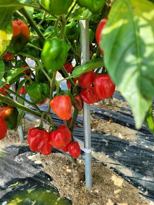 고추농가 시름 더나…‘탄저병·역병’에 강한 유전자원 23개 찾았다