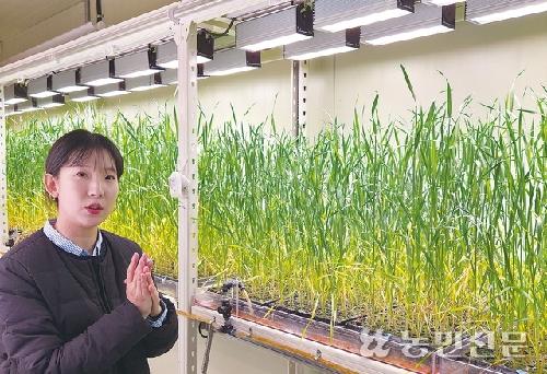 세대단축 육종기술로 재배한 ‘밀’ 첫선