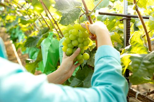 한국산 포도, 18년 만에 필리핀 수출길 열었다