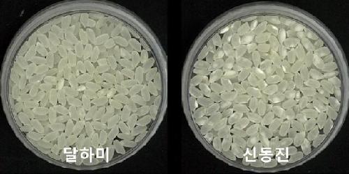 “쌀알 굵고 고온에 끄떡없다”…신품종 벼 ‘달하미’ 개발