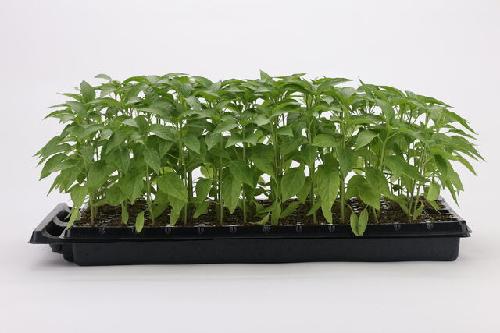 ‘혈당 잡는 고춧잎’ 환·차·국수로 섭취한다