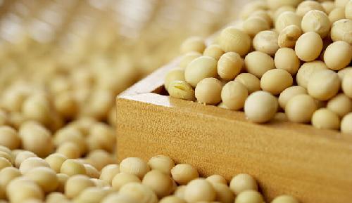 ‘GMO 완전표시’ 국산콩 소비활로 될까