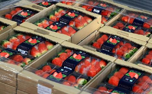 케이푸드플러스 수출 지원 나서…“농업분야 비관세장벽 대응”