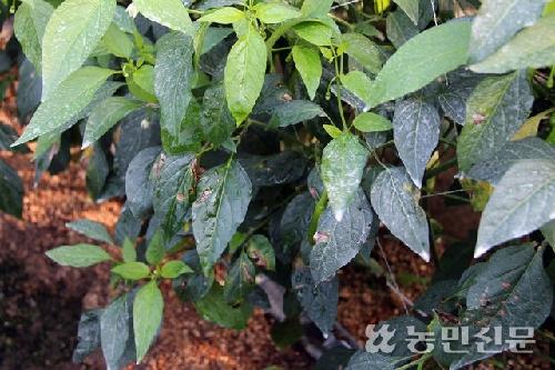 보험 못 드는 작물도 보상…내년 ‘농업재해공제’ 시범 도입 전망