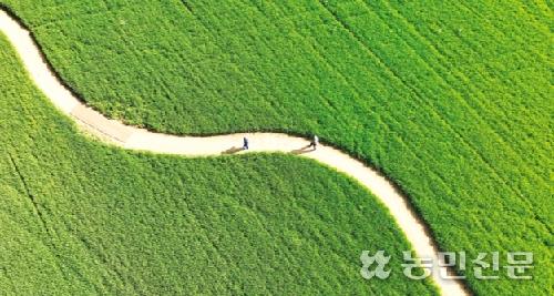 청보리 물결 출렁