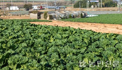 “가격 곤두박질”…정부 ‘배추·무·양파’ 선제적 수급안정책 추진