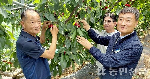 체리·오디 ‘웃고’ 산딸기 ‘울고’…작황따라 산지 ‘희비’