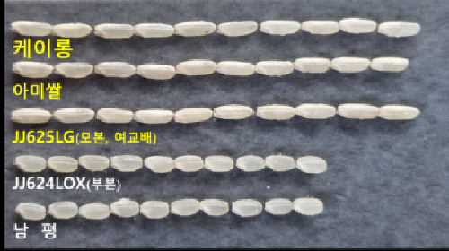 “길쭉한 쌀알에 찰진 밥맛”…장원형 자포니카 벼 품종 ‘케이롱’ 2028년 본격 보급