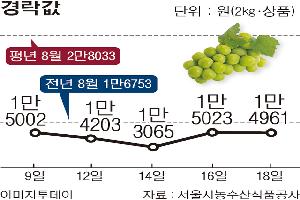 [한눈에 보는 시세] 샤인머스캣, 반입량 줄었는데도 당도 떨어져 값 ‘약세’ 지속