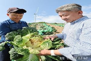 폭염에 고랭지배추 생육 둔화…“9월 출하분 작황 호전”