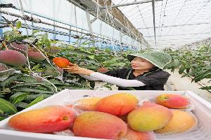 산간지역에서 애플망고가?…전북 임실, 본격 수확 ‘신 소득원’