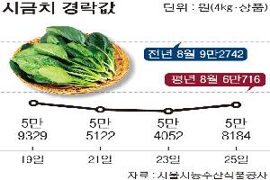 [한눈에 보는 시세] 시금치, 반입량 늘고 수요 줄어 값 ‘약세’