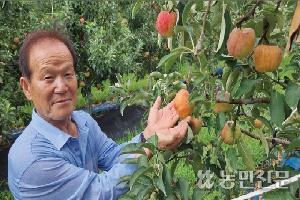 고온기에도 선홍빛…사과 착색률 높이는 시비법 개발