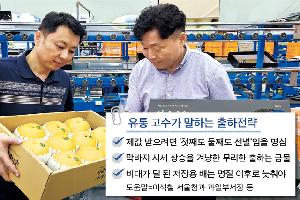 배, 추석 대목 출하량 전·평년보다 늘어…소비가 관건
