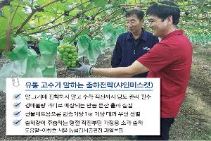 추석 대목 포도값 전망은?…샤인머스캣, 출하 늘어 값 낮을듯
