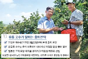 ‘단감’ 추석대목 겨냥 조·중생종 출하 활발…시세는 약세